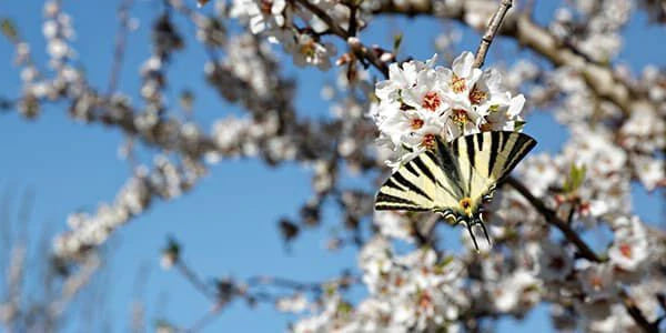 סדרת שקד ל'אוקסיטן – קרם גוף ושמן שקדים