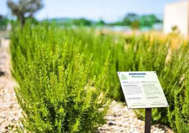 קוסמטיקה טבעית ל'אוקסיטן