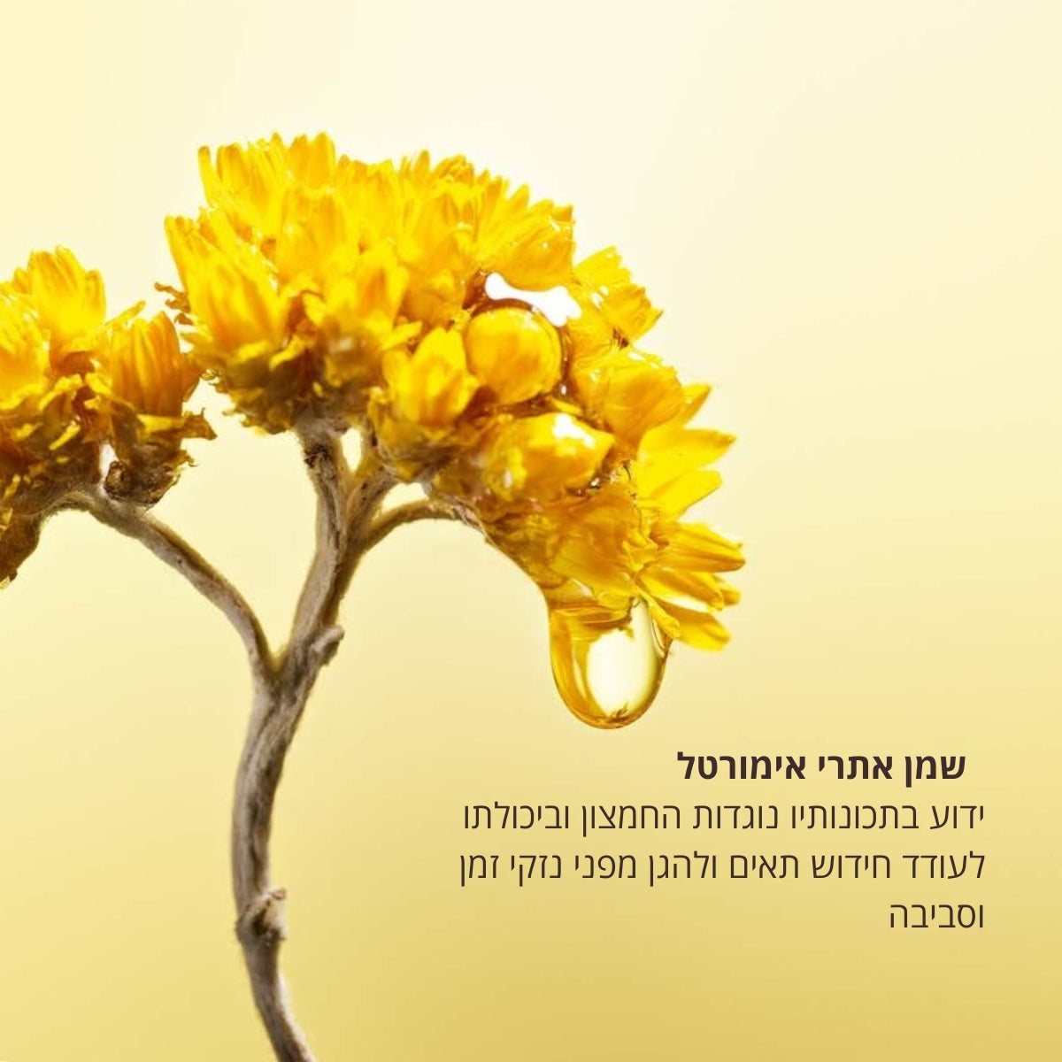 מוצרי טיפוח שיער ל'אוקסיטן – חיזוק והזנה