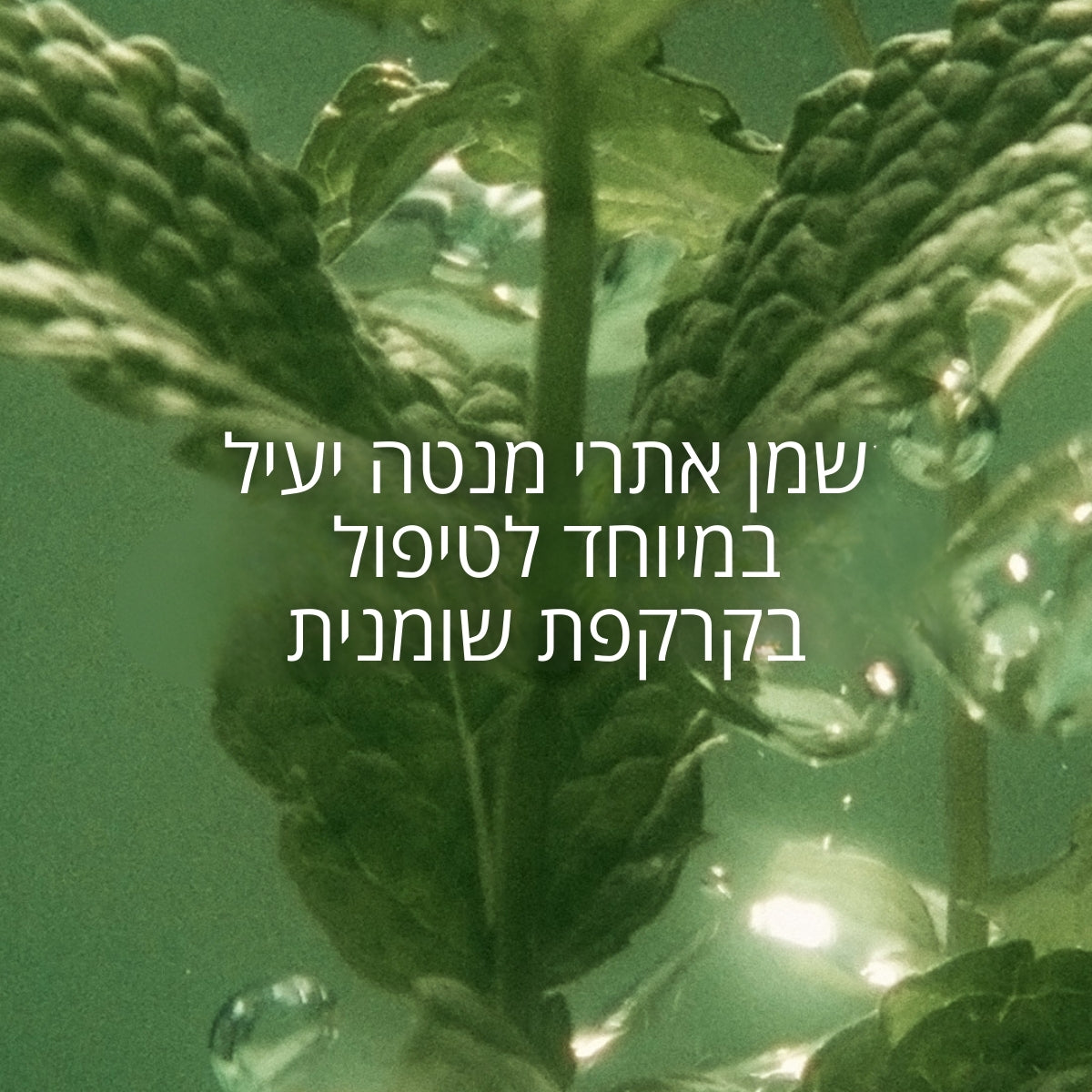 קולקציית שיער ל'אוקסיטן – שמפו, מסכה ושמן לשיער