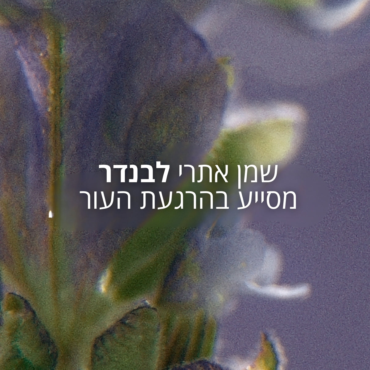 קולקציית שיער ל'אוקסיטן – שמפו, מסכה ושמן לשיער