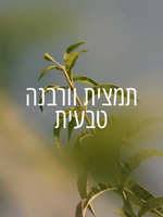 בושם או דה טואלט רול און וורבנה