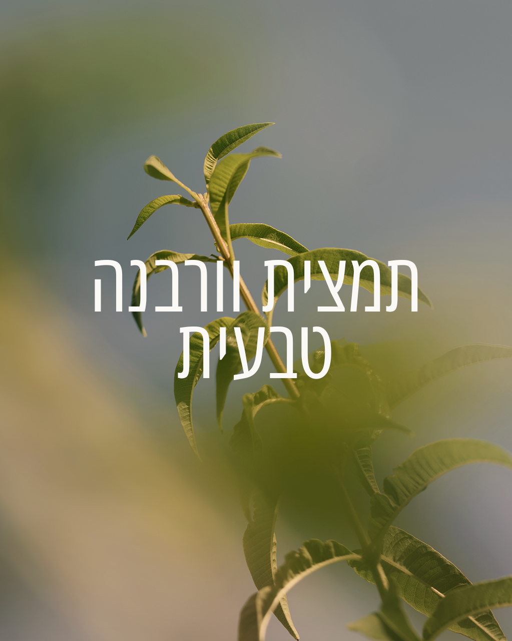בושם או דה טואלט רול און וורבנה