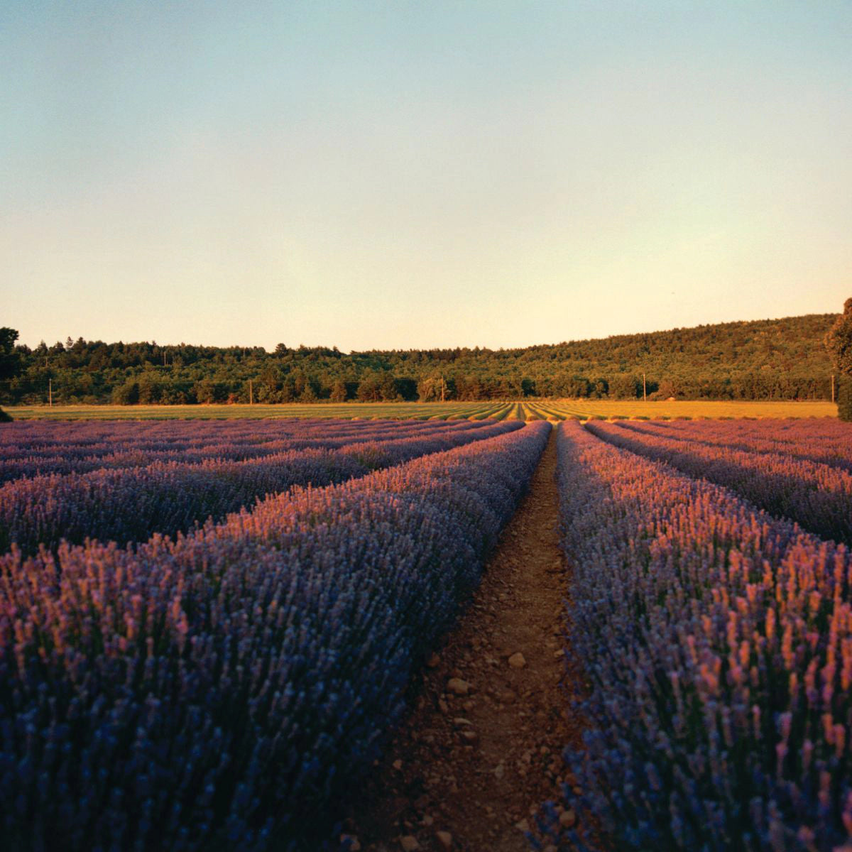 קולקציית מוצרי ל'אוקסיטן