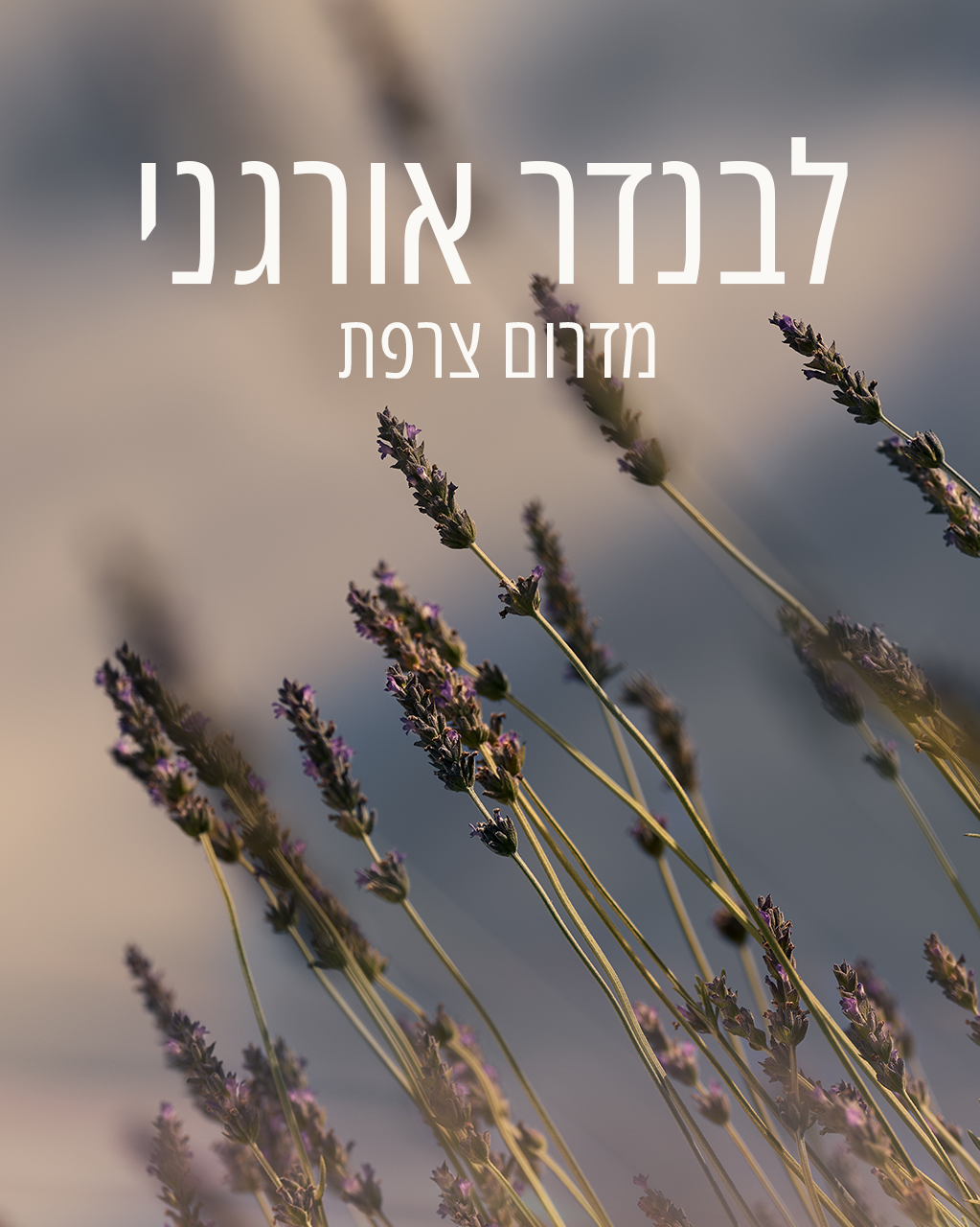 קרם גוף חלבי מבושם לבנדר