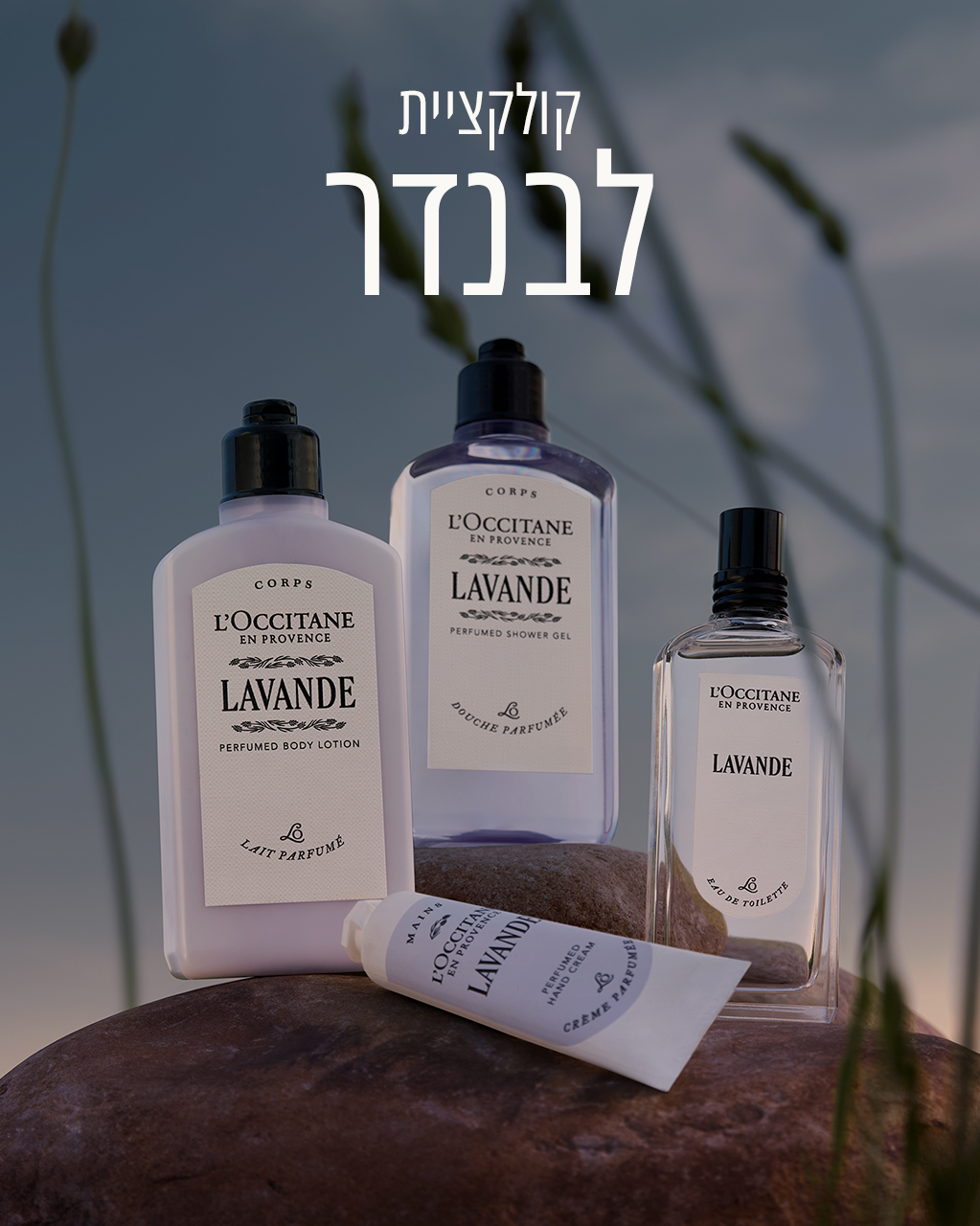 קרם גוף חלבי מבושם לבנדר